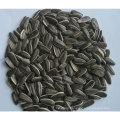 2017 new crop and Cheap chinese hybrid black sunflower seeds